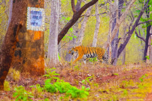 Tadoba Habitat