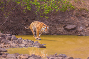 Great Indian Tadoba Circus