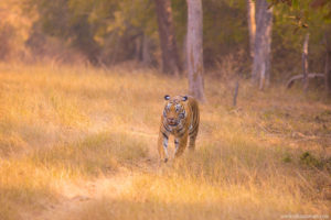 Territorial Walk