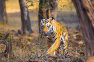 India's Tigers