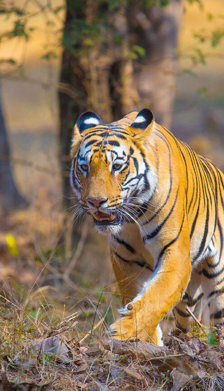 India's Tigers