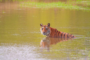 My Swimming Pool