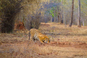 Tiger Habitat