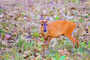 Barking Deer