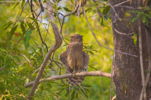 Brown Fish Owl