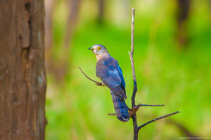 Common Hawk Cuckoo