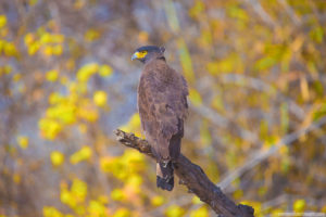 Crested Serpent Eagle