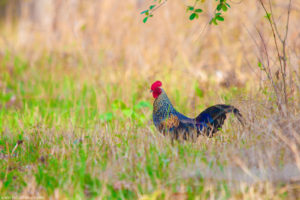 Grey Jungle Fowl