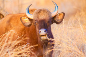 Indian Gaur