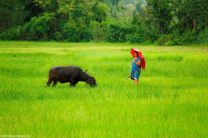 Konkan Stories