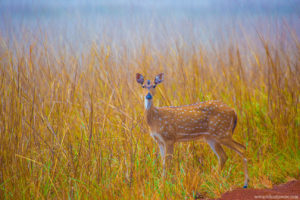 Misty Morning