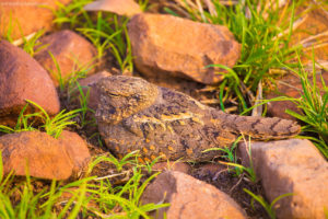 Nightjar