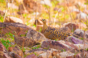 Painted Sandgrouse