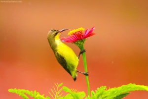 Purple Sunbird