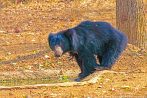 Sloth Bear