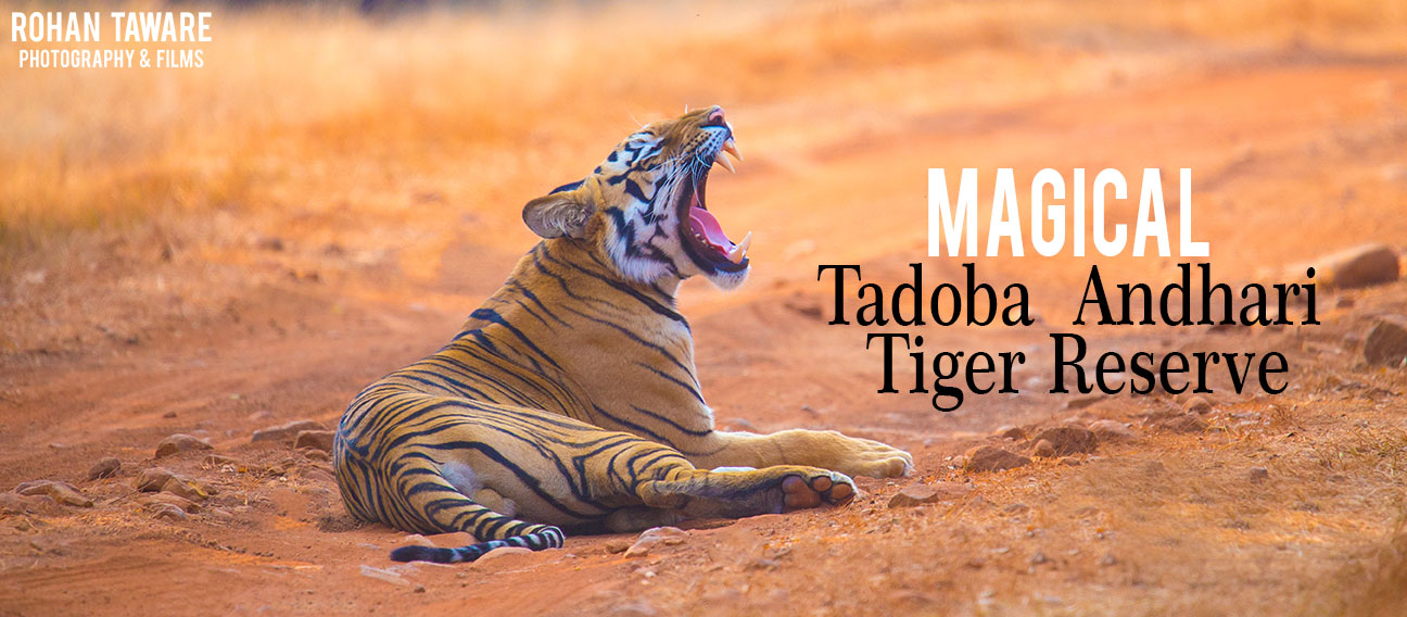 Tadoba Andhari Tiger Reserve