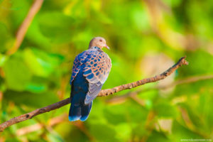 Turtle Dove