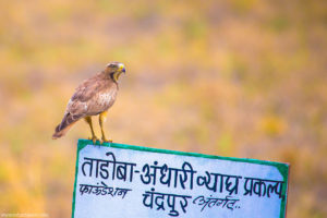 White Eyed Buzzard