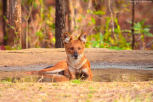 Dhole