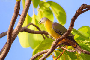 Yellow Footed Green Pigeon